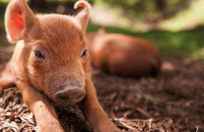 The Biggest Little Farm